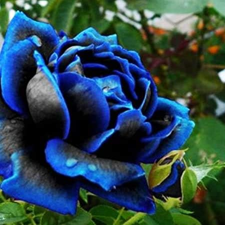 Seltene Schwarze Blaue Rosen - Samen 🌹