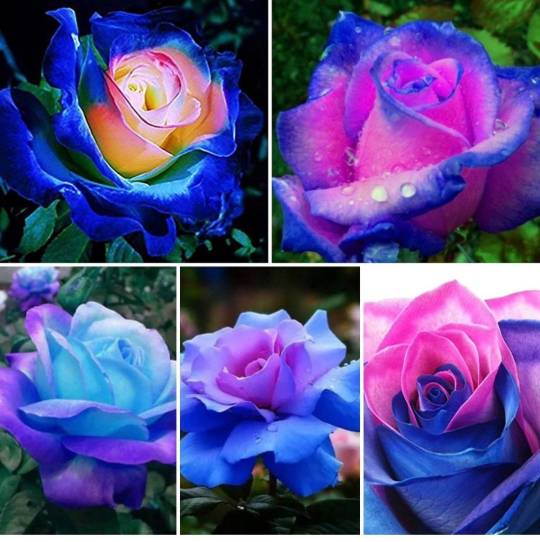 💙🌸 100 Stück/Seltene Beutel Blau Rosa Rose Samen - Duftende Pflanzen und Blumen für Ihren Garten! 🌱🌼