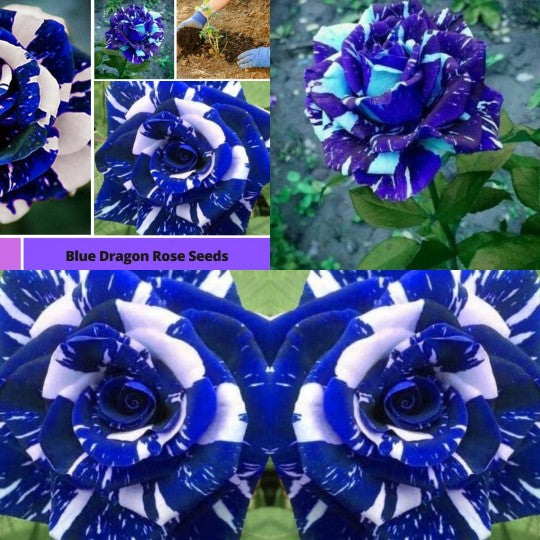 Blauer Drachenrosen-Samen - Mystische Schönheit für Ihren Garten! 🌹🐉