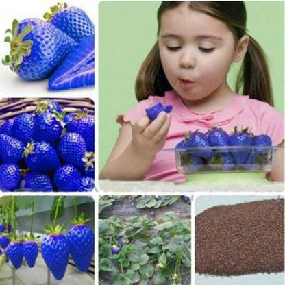 🍓Bunte Erdbeer-Mix - Frische Ernte für Ihren Garten!
