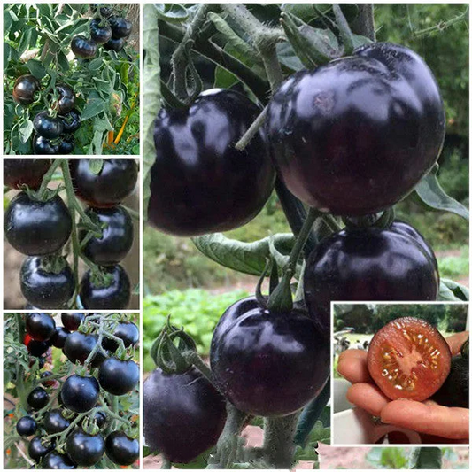🍅  Bio-Indigo-Rose-Tomatensamen, Erbstück, nicht gentechnisch verändert