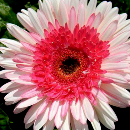 Rosa Gerbera-Blumensamen, Sonnenblumen
