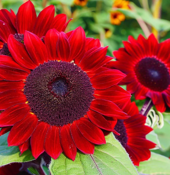 Rote Welle Hybrid-Sonnenblumensamen