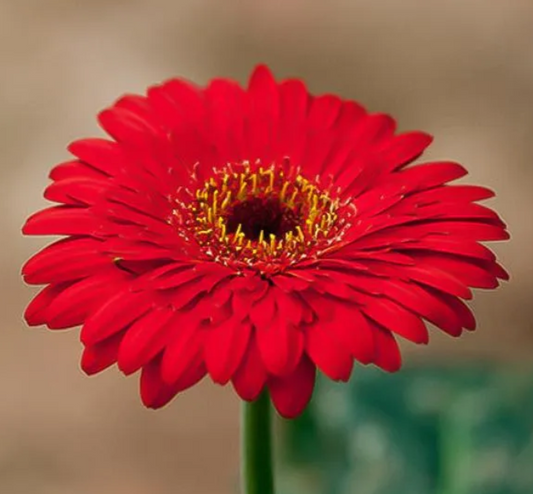 Rote Gerbera-Chrysantheme Samen, Sonnenblumen