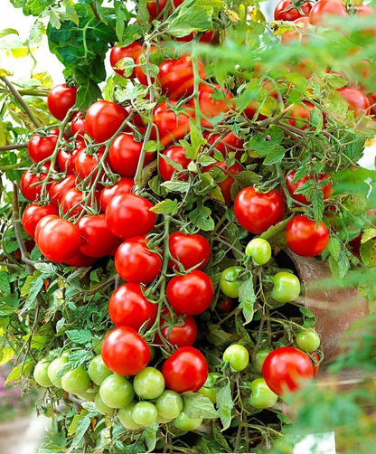 Tomatensamen - Bonsai für Balkon und Innenbereich - Selbstbestäubend - Bio - Nicht-GVO 🍅🌿🏡