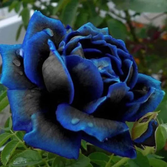 Seltene Schwarze Blaue Rosen - Samen 🌹