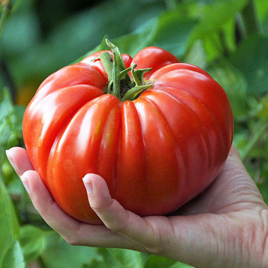 GIANT DELICIOUS TOMATO / UP TO 2KG (20 SEEDS A PACK)