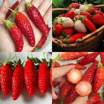 🍓Bunte Erdbeer-Mix - Frische Ernte für Ihren Garten!
