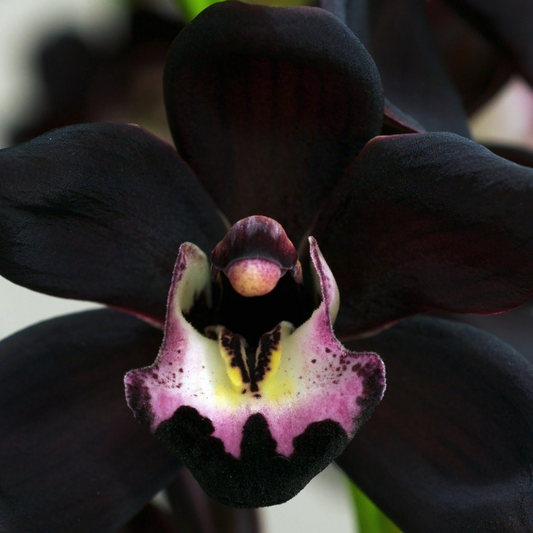 Egrow 50 Stück seltene schwarze Orchideen-Blumensamen, exotische Orchideen-Hausgarten-Bonsai-Pflanzsamen