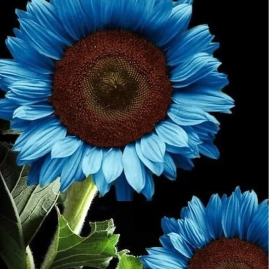 Leuchtend blaue Sonnenblumenkerne