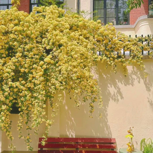 Gelbe Banksia-Rosensamen - Symbolisiert Eleganz und Glück 🌼💫