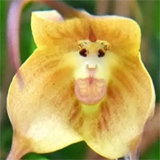 200 Pflanzensamen der Affengesicht-Orchidee