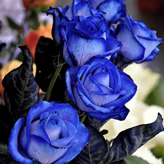 💙🌹 Blaue Zauberin Rose Samen: Verwirklichen Sie Ihren Gartenzauber! 🌱💫