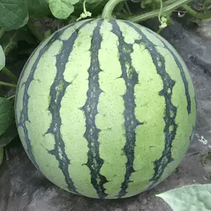 🍉🍉Rotfleischige, dünnhäutige, süße Wassermelone