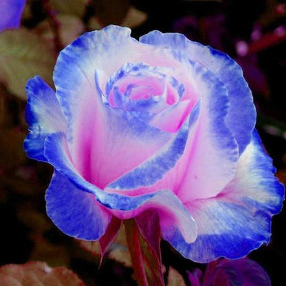 💙🌸 100 Stück/Seltene Beutel Blau Rosa Rose Samen - Duftende Pflanzen und Blumen für Ihren Garten! 🌱🌼