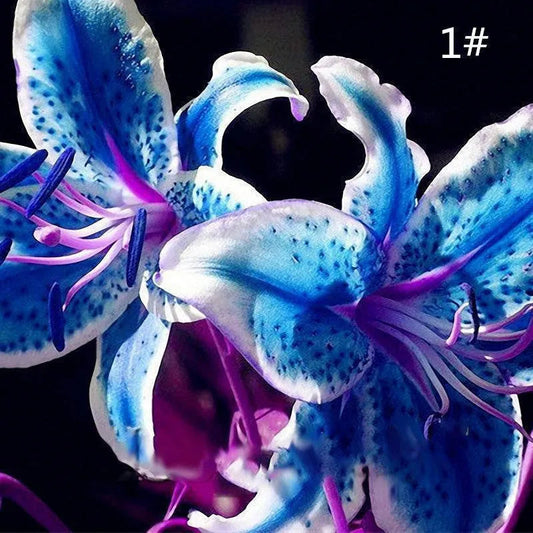100 STK. Parfüm-Lilien-Samen Günstige Parfüm-Liliensamen Seltene Farben Blumen Gartenpflanze