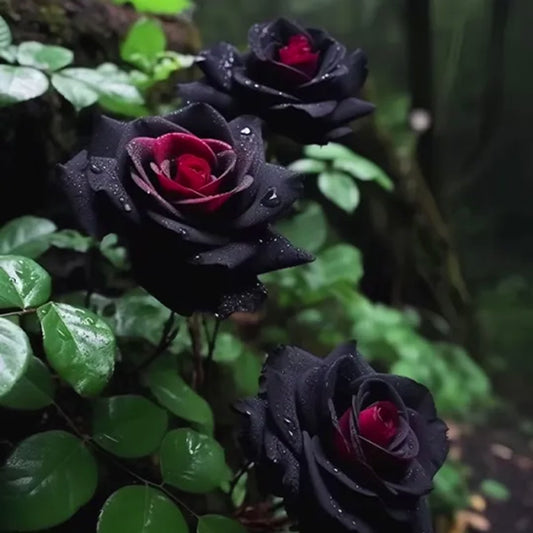 Seltene Schwarze Rote Rosenblumensamen: Eleganz trifft auf Leidenschaft! 🖤🌹