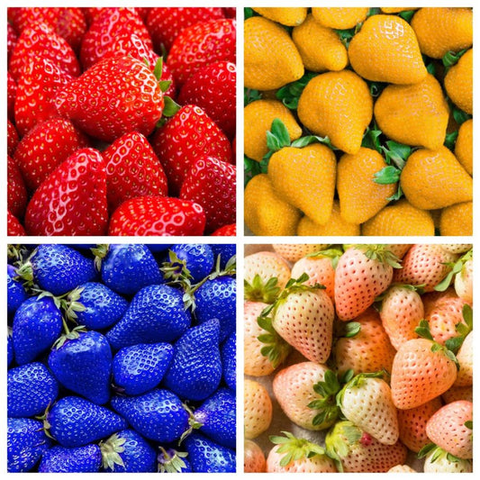 🍓 100+ gemischte Erdbeersamen - Bunte Auswahl für Ihren Garten! 💥🌈