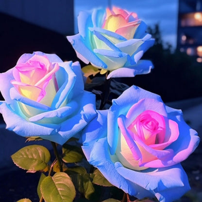Seltene Tasche Blau Rosa Rose Samen - Verführerisch duftende Pflanzen und blühende Schönheit! 🌹💙💖