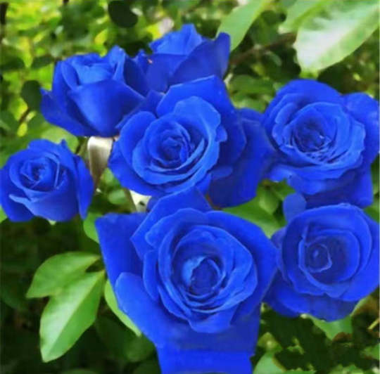 💙🌹 Blaue Zauberin Rose Samen: Verwirklichen Sie Ihren Gartenzauber! 🌱💫