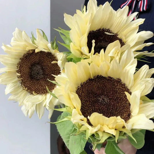 50 Samen Gelbe Sonnenblume mit schwarzem Herz