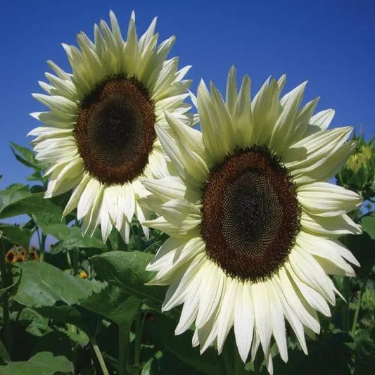 50 Stück italienische weiße Sonnenblumensamen