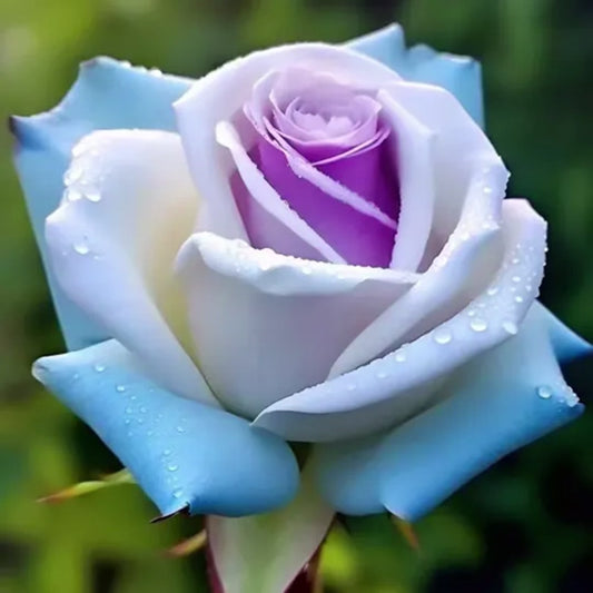 Eisige Rose "Frostkönigin" Samen: Ein Hauch von Winterzauber in Ihrem Garten! ❄️🌹