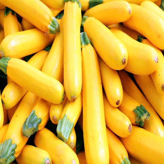 SQUASH GOLD RUSH F1 - Goldene Vielfalt für Ihren Gemüsegarten! 🎃🌟🌱