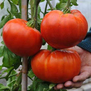 GIANT DELICIOUS TOMATO / UP TO 2KG (20 SEEDS A PACK)