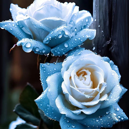 Gebrochenes Eis Blaue Rosen Samen - Seltenheit ❄️🌹
