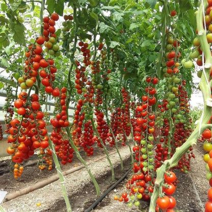 🌱🌱Seltene Bio-Sweet Million Tomatenbaum-Samen💥