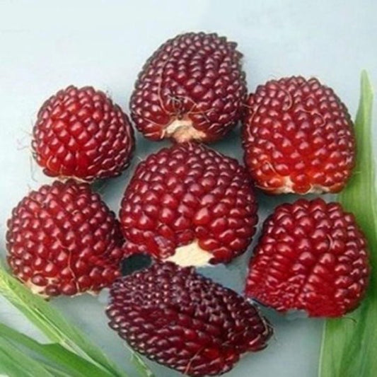 🎁🎁 Jackfruit Erdbeer-Samen - Perfekt für Ihren Obstgarten!
