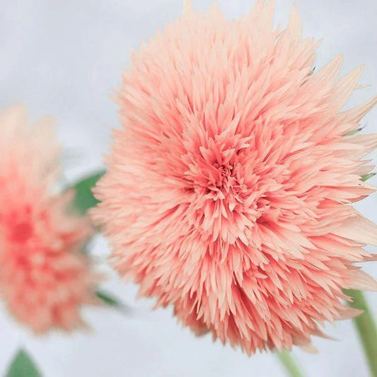 Rosa Puuh-Sonnenblume