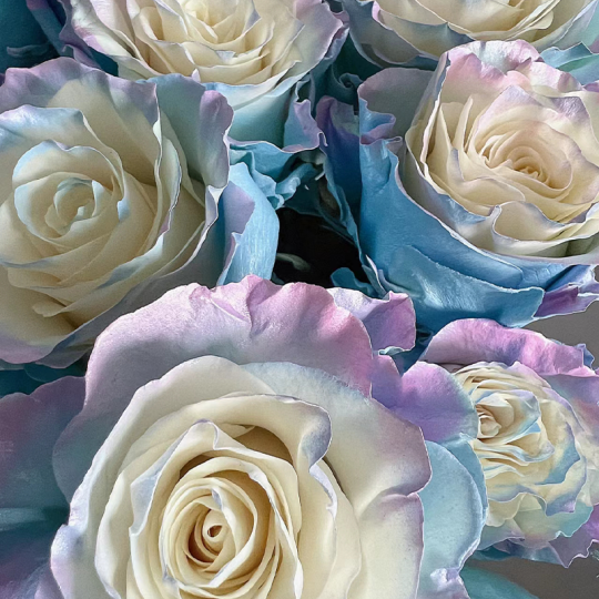 Seltene Rose - Märchenhaftes Blütenwunder 🌹📖💫