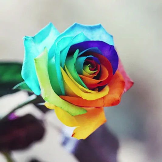 Seltene Holland Rainbow Rosenblumensamen - 🌈🌹