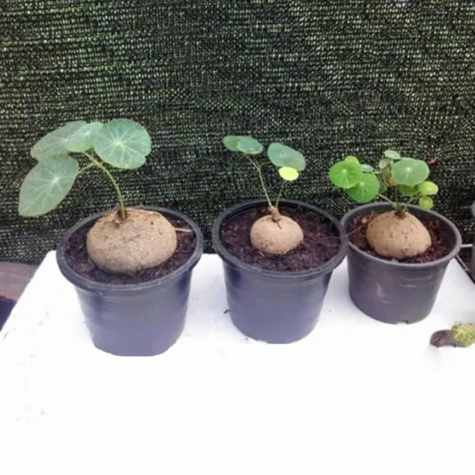 🌳 Egrow 50 Stk./Packung Stephania Erecta Samen - Bonsai Baum für Hausgartenpflanze! 💫