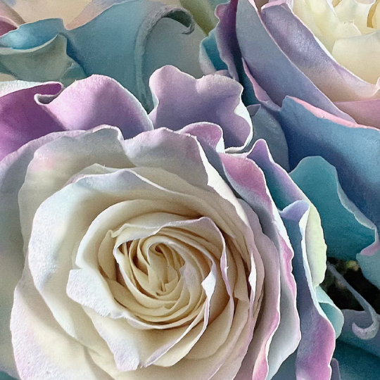 Seltene Rose - Märchenhaftes Blütenwunder 🌹📖💫