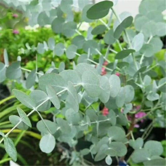Egrow 50 Stk./Pack Eukalyptus Samen - Silber-Dollar-Baum (Eucalyptus Cinerea) für Ihren Garten! 🌱🌿
