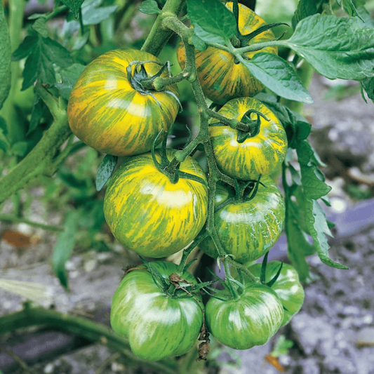 Grüne Zebra-Tomatensamen - Offene Bestäubung, gentechnikfrei, 20 Samen pro Packung: Frische Vielfalt für Ihren Gemüsegarten! 🍅🌿