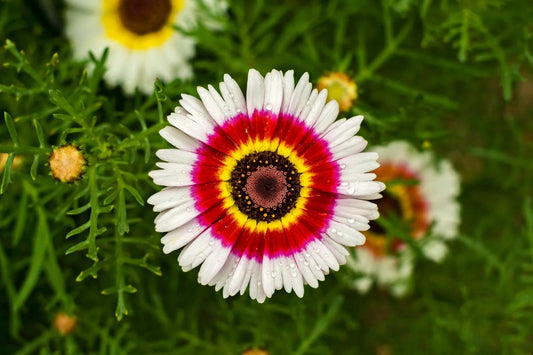 Chrysanthemum Rainbow Single Mix Gemalte Gänseblümchen-Blume