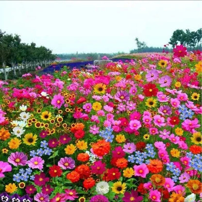 Gemischte mehrjährige Blumensamen – über 60 gemischte Sorten