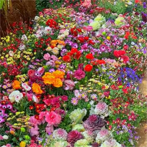 Gemischte mehrjährige Blumensamen – über 60 gemischte Sorten