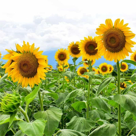 50 Stück Sonnenblumen-Miniatur – Desi-Blumensamen