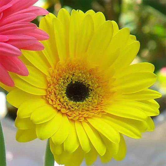 Gelbe Gerbera-Blumensamen