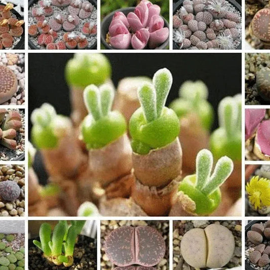 Lebende Steine Samen (Lithops-Arten-Mix) - Das Anbauen von Kakteen / SUKKULENTEN macht Spaß und ist lohnend! - Mehrjährig