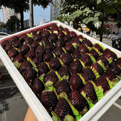 🍓 100+ gemischte Erdbeersamen - Bunte Auswahl für Ihren Garten! 💥🌈