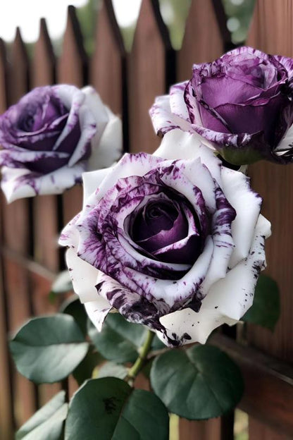 Seltene lila-weiße Zwillingsrosen - Eine Ode an die Eleganz und Reinheit 🌹💜🤍