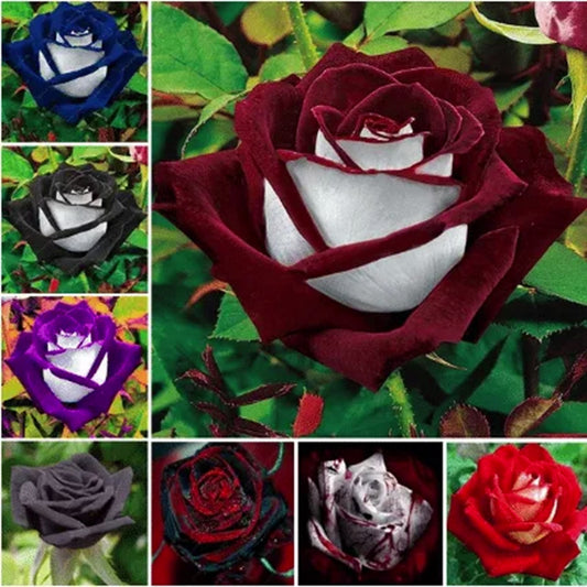 🌹🌷 20 Stück/Packung Seltene Zweifarben-Rosenblumensamen 🌷🌹