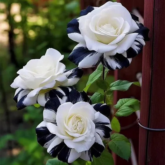 Seltene Schwarze & Weiße Rose - Einzigartige Schönheit im Kontrast 🖤🤍