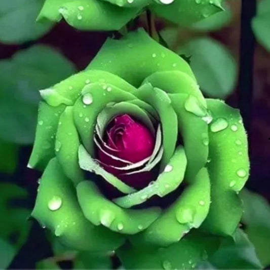 Rubin-Grüne Zwillingsrosen - Ein Funkenmagie im Garten! 🌹💚❤️